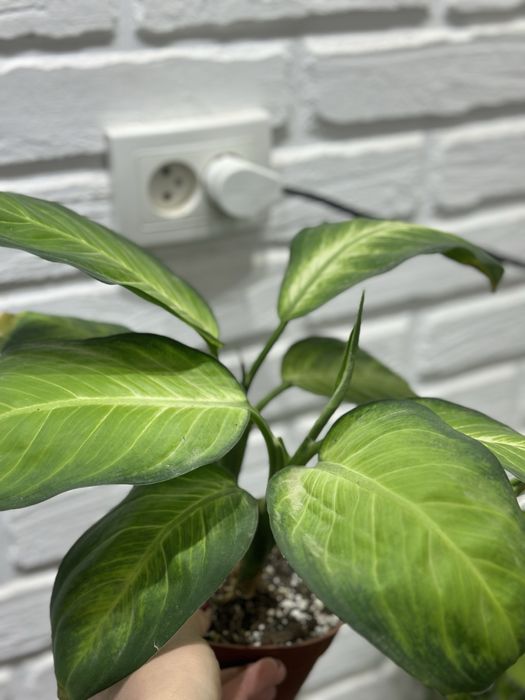 Растения-естественный фильтр воздуха