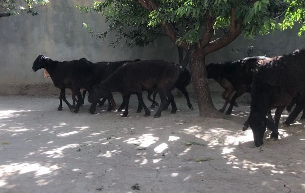 Sovliq qoyla sotiladi zot uchun yirik sovliqla tugmagan 9 ta optm