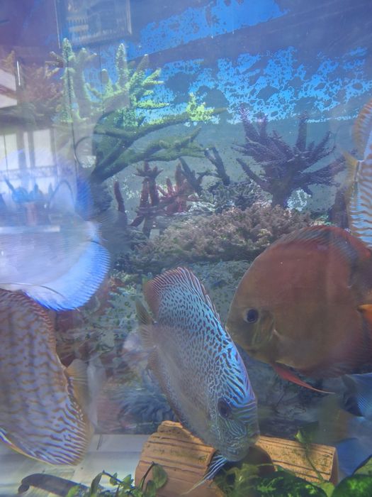 Продается дискус Ред ковер самка