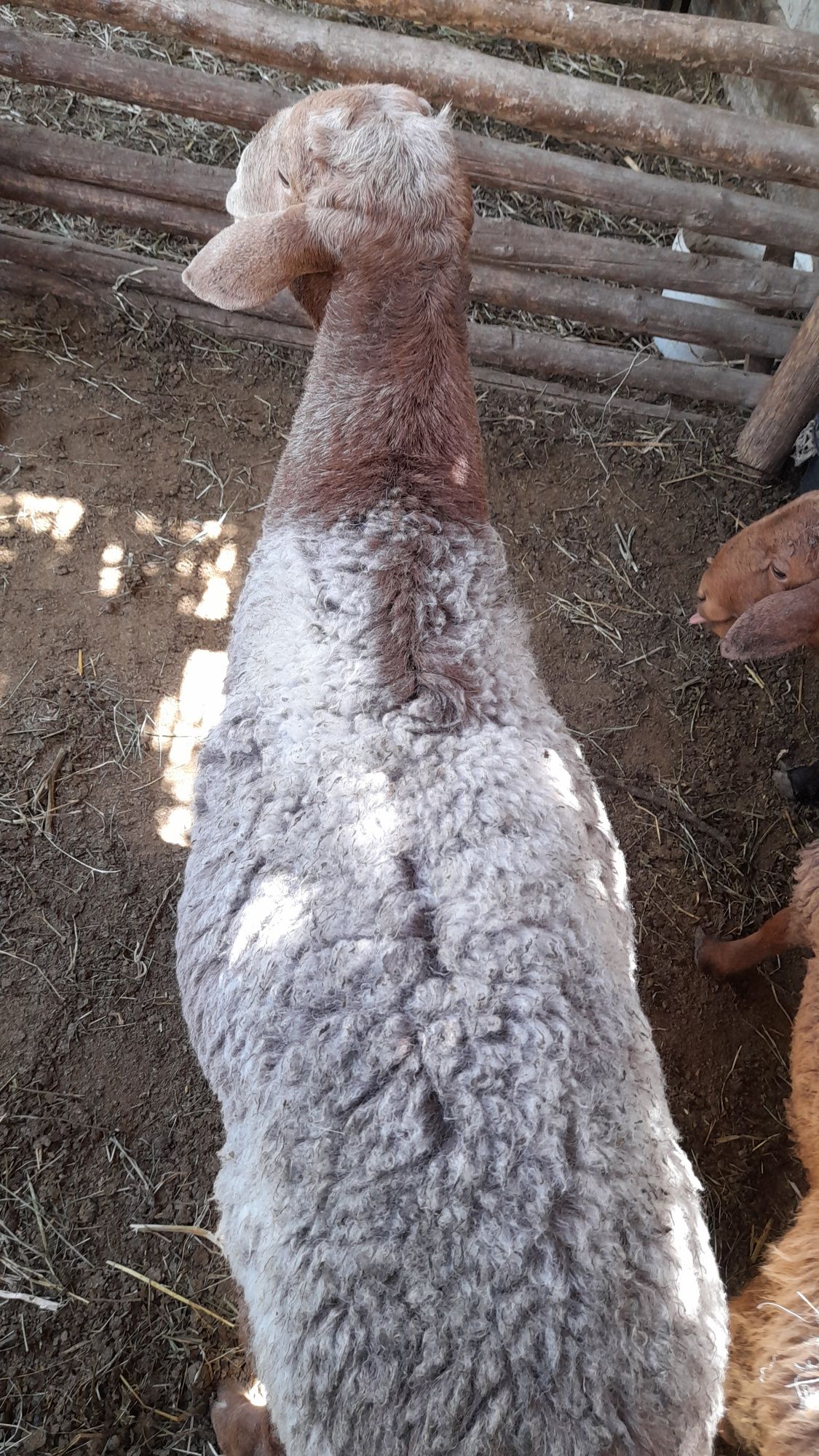 Qòchqorlat sotiladi 4 ta