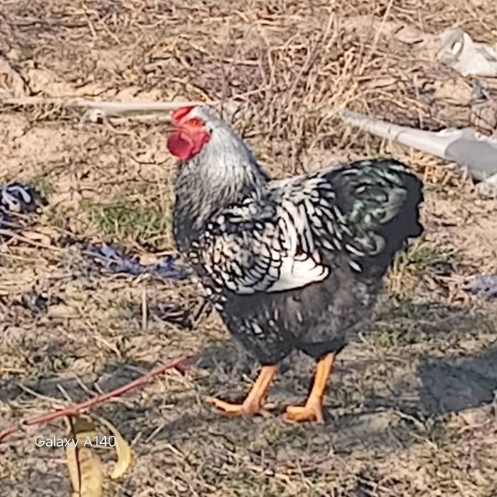 Cocoși de rasă viandot, plaimond, paverole, etc