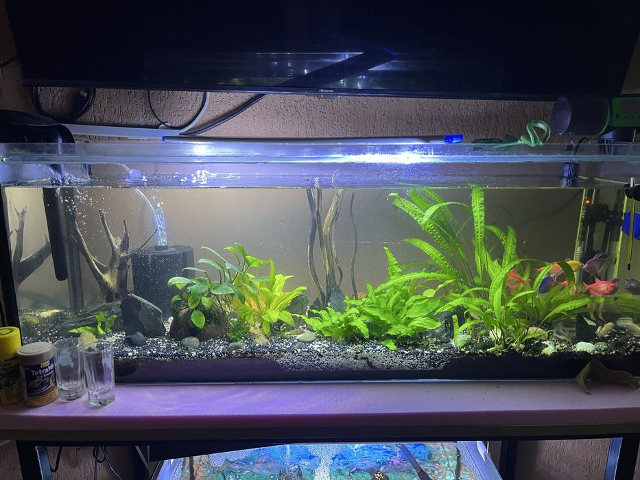 Vand acvariu pesti 60 l si 100 litri