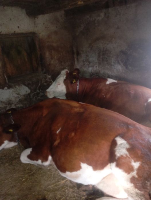 Vând vaci, 15 mame, 3 juninci (2gestante)