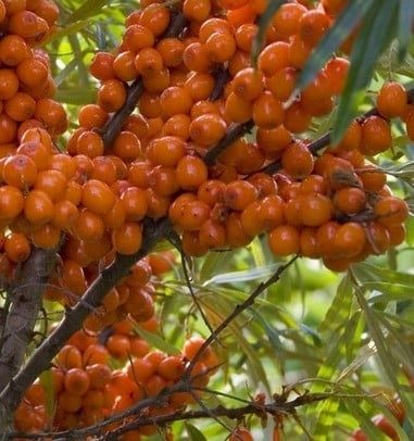 Arbuști Fructiferi (Cătină Femela )