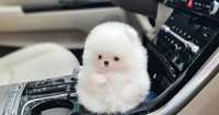 Pomeranian puppy boo