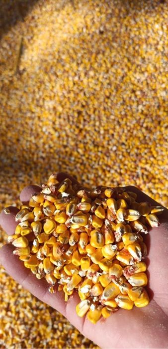 Porumb Boabe recoltă 2025