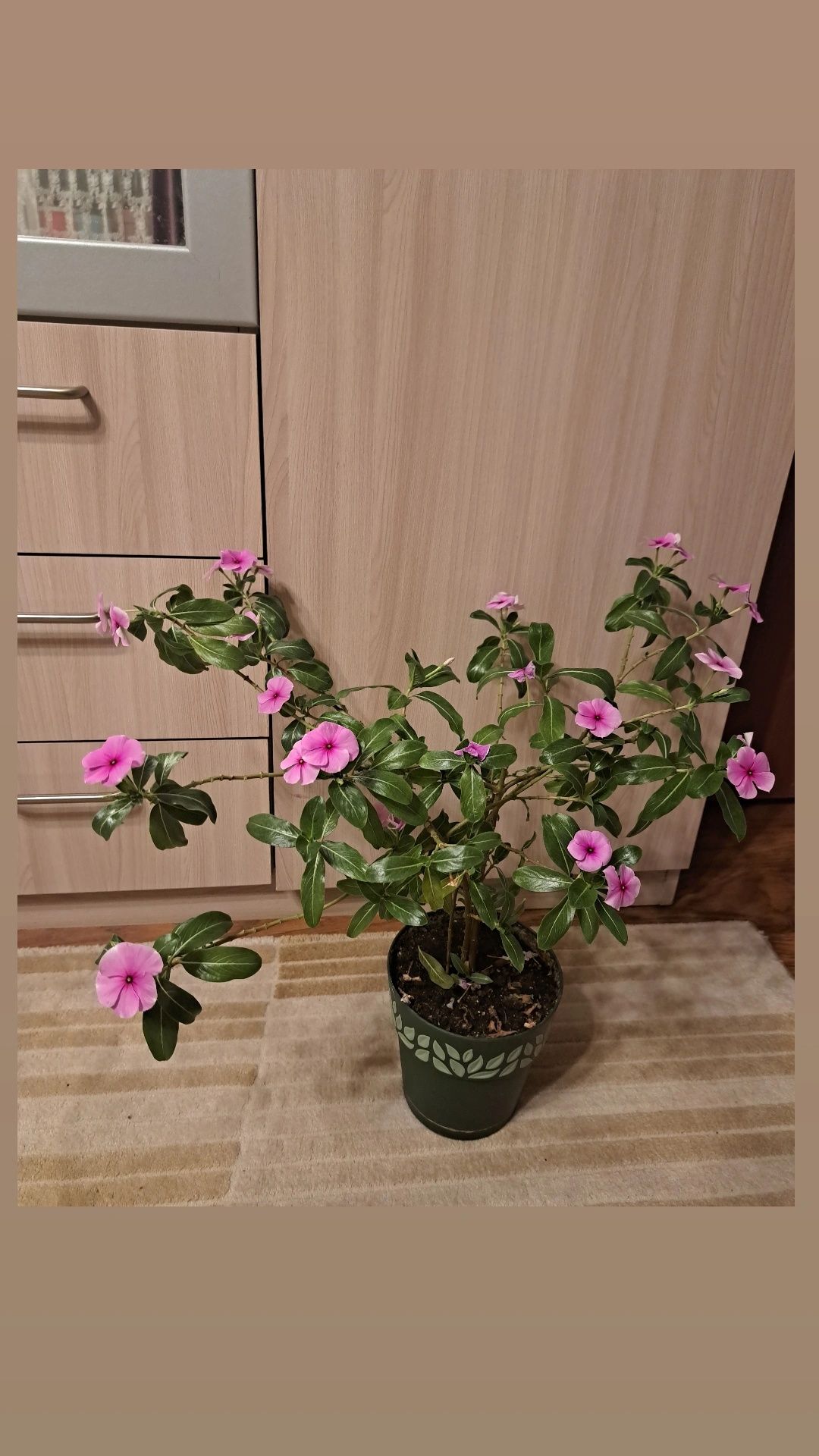 Комнатные  цветы