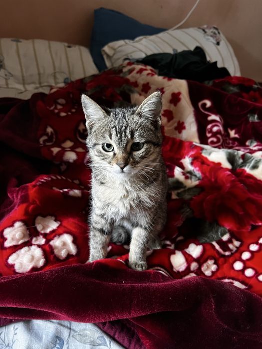 Котенок в добрые руки