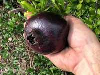 Pom Rodiu Negru / Întunecat / Rodier ( Black / Dark Pomegranate )