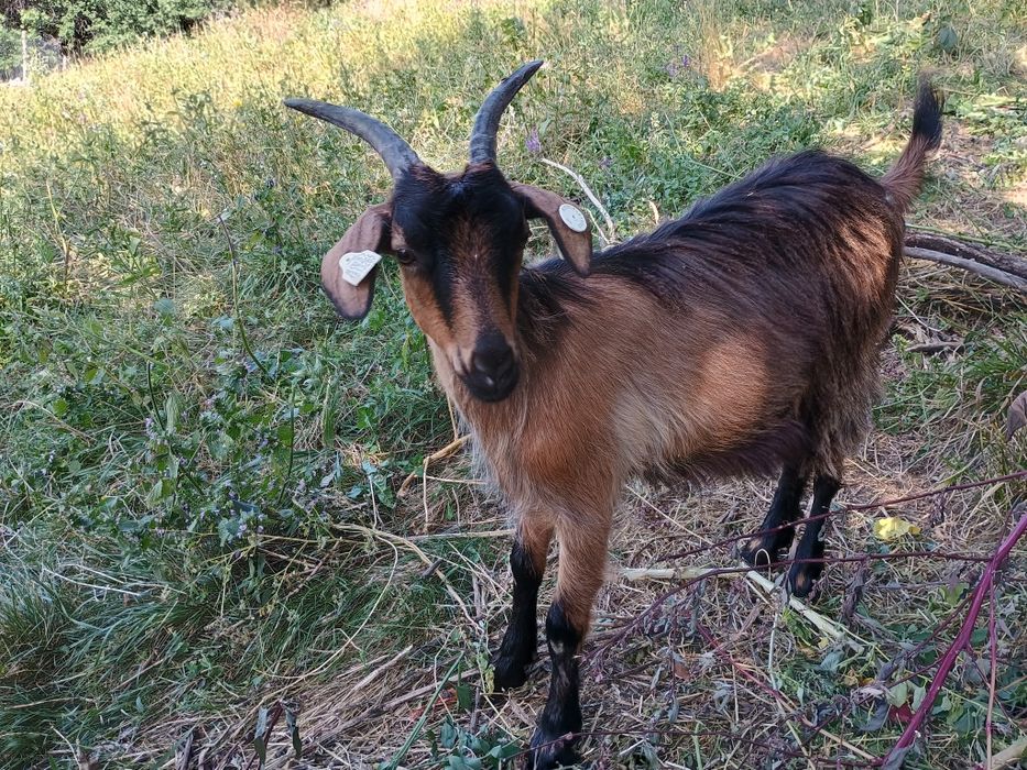Iada / Capra rasa Alpina gestanta