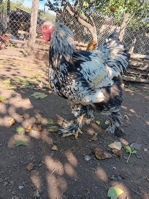 Brahma silver laced