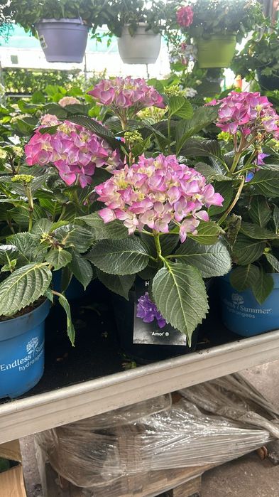 Hortensie  ''Adria''  Hydrangea
