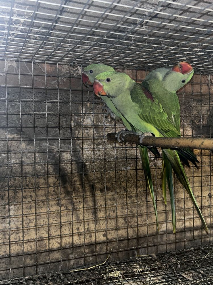 Disponibili papagali diferite rase