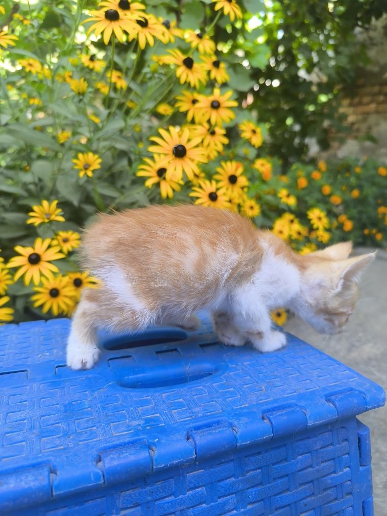 Отдам котят в хорошие руки