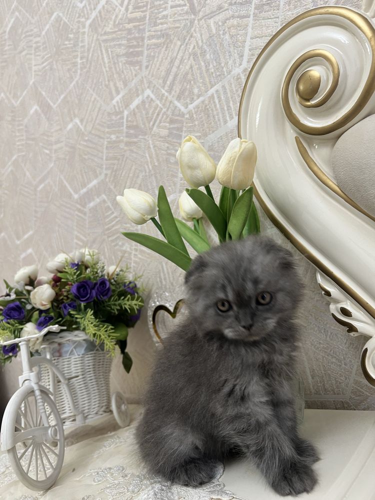 Скотиш фолд мальчик