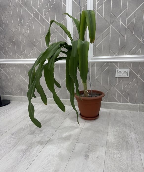 Отдам цветок бесплатно