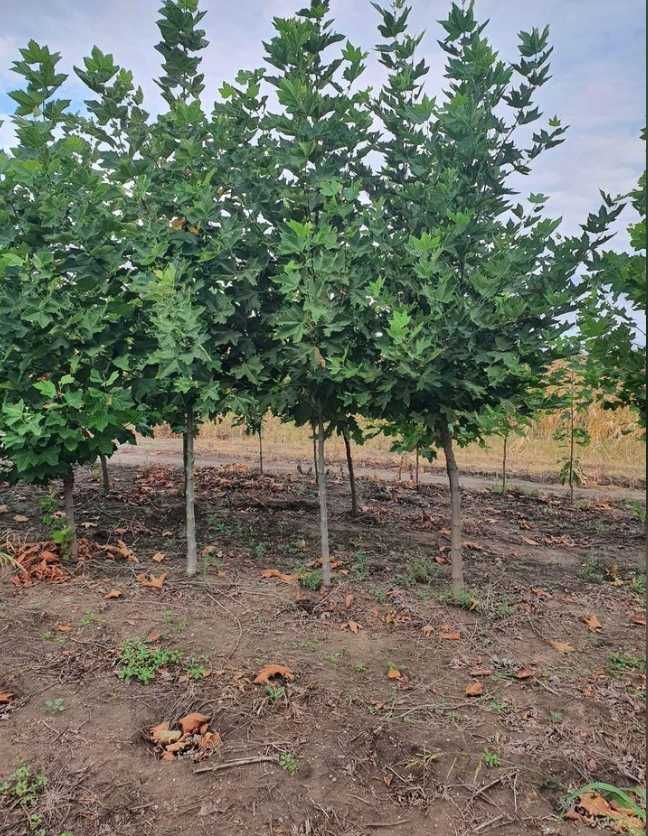 Photinia Pe tija , Plante Ornamentale oriunde in tara!