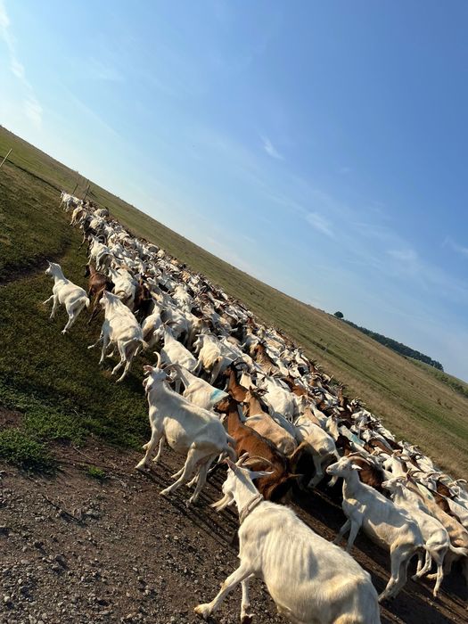 Vând capre bune de lapte