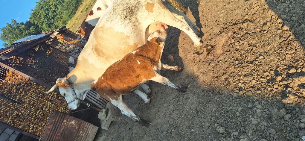Vând vaca de 7 ani cu vitea lângă ea