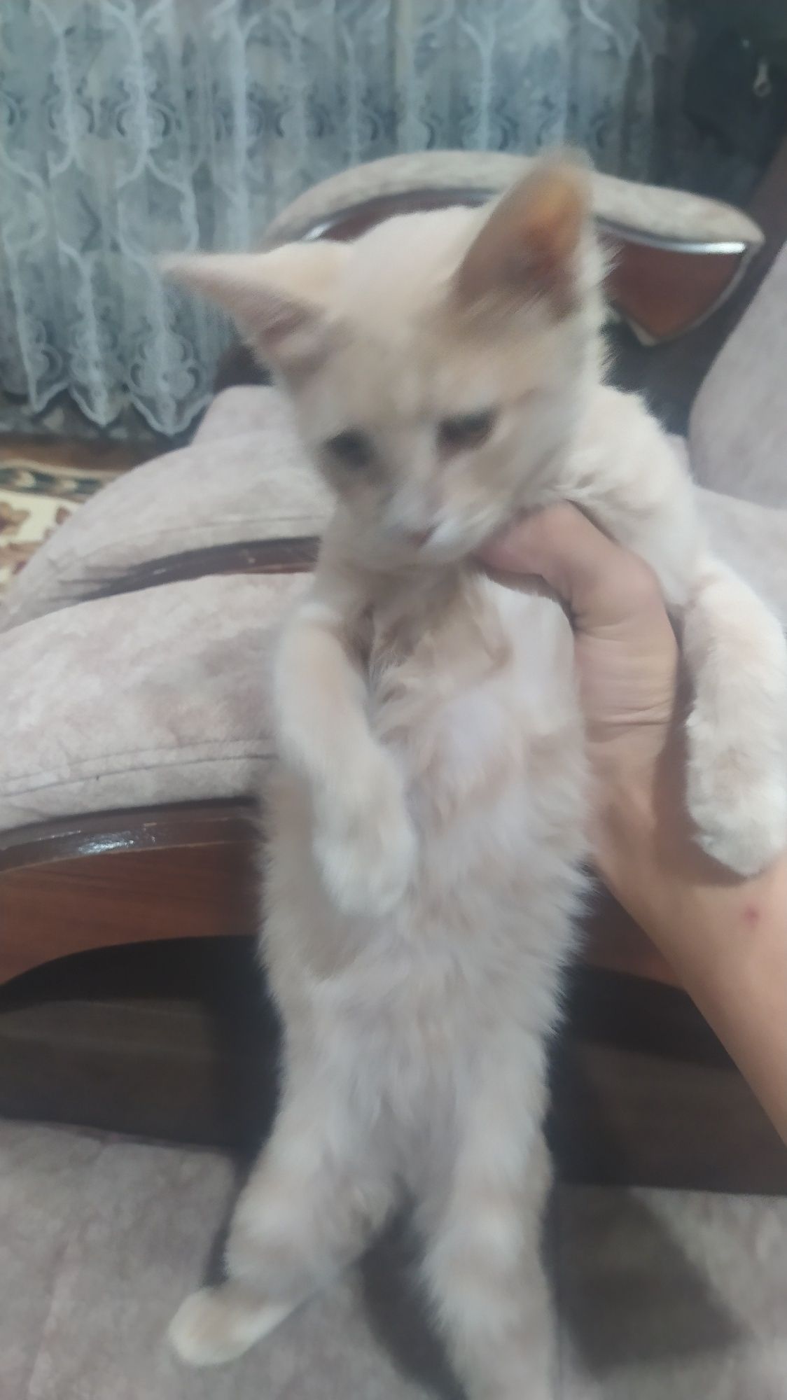 Mushuk Uy mushugi orgatilgan