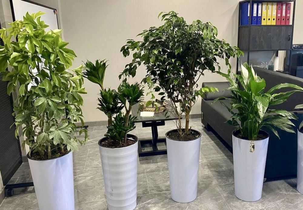 Офисные цветы, Офис учун Гуллар, Ofis gullari