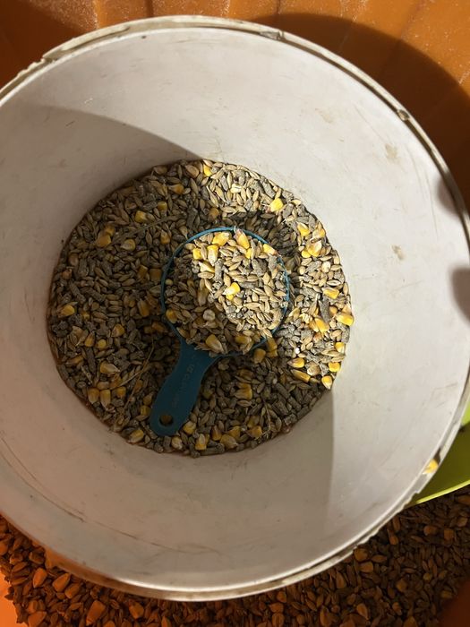 Iepurasi 2 luni si maturi