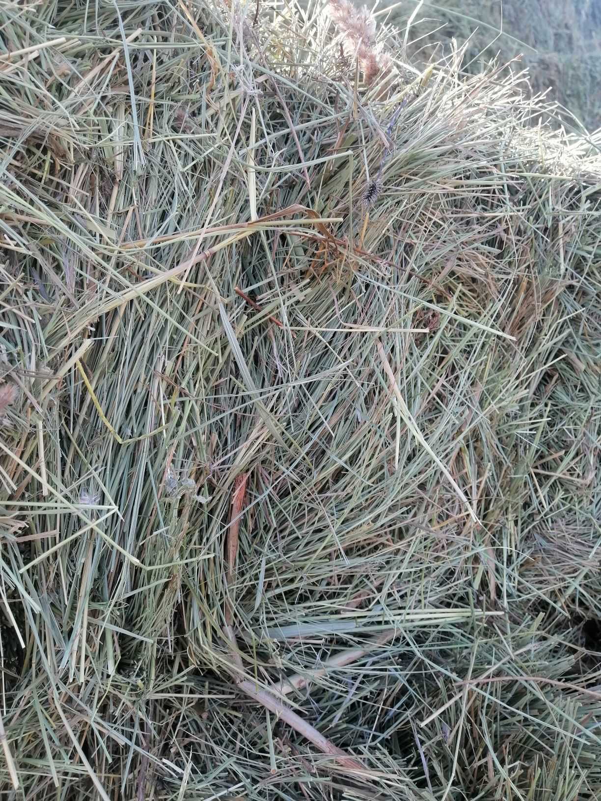 Продам сено в тюках.