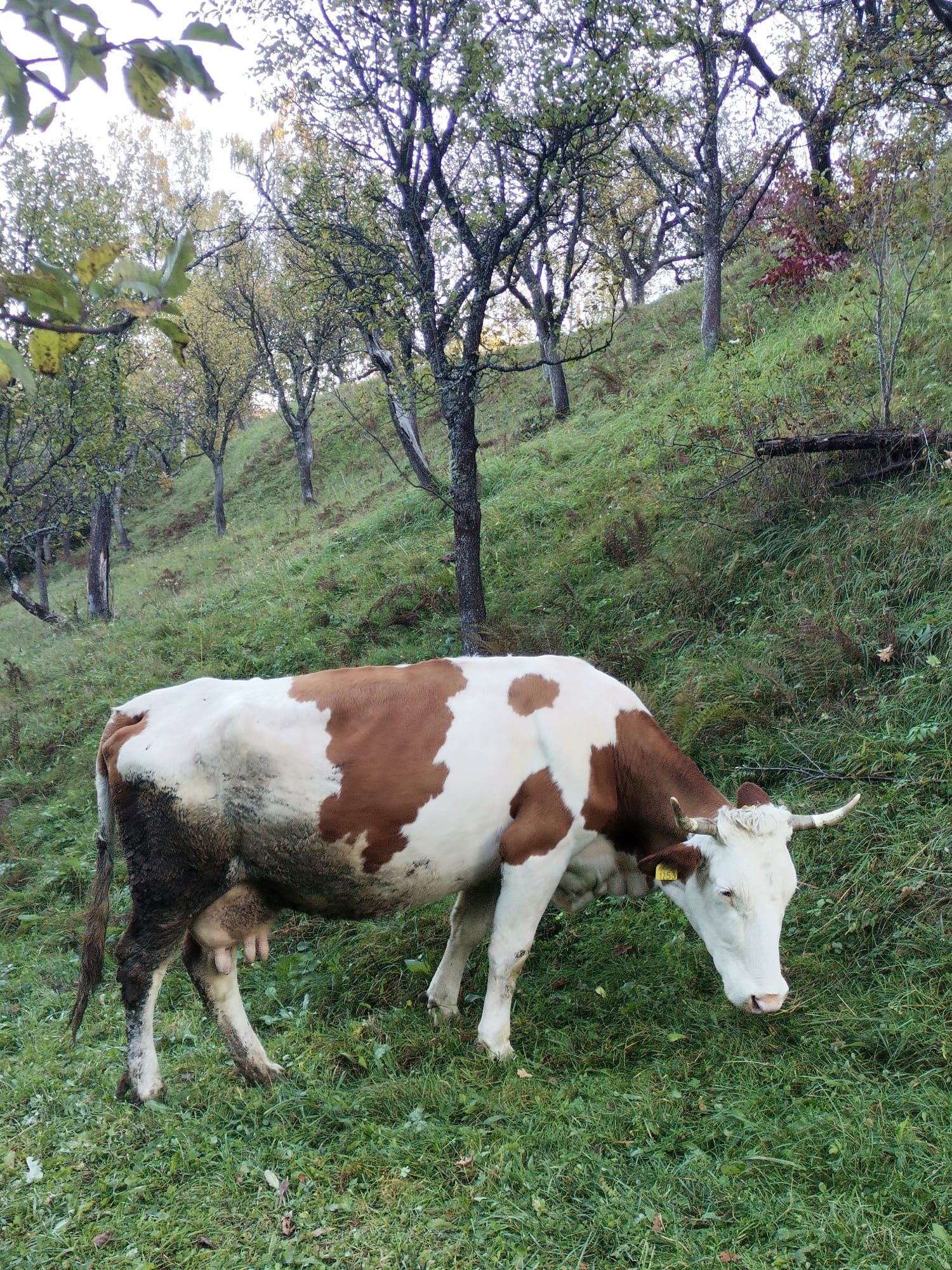 Vaci de vânzare.