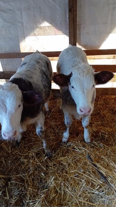 Vand un vitel si o vitea de belga