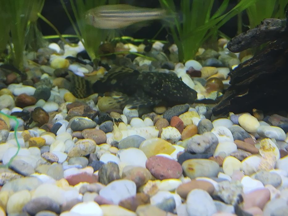 Продам анцитрусов цена за всех