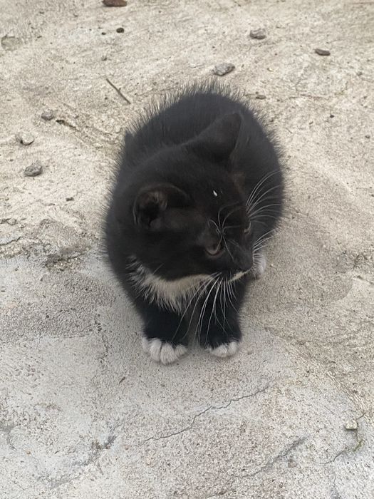 Donez 3 pui de pisică