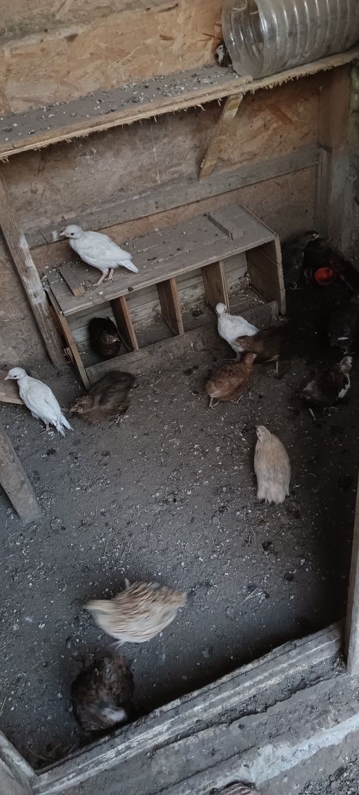 Продавам пъдпъдък и яйца