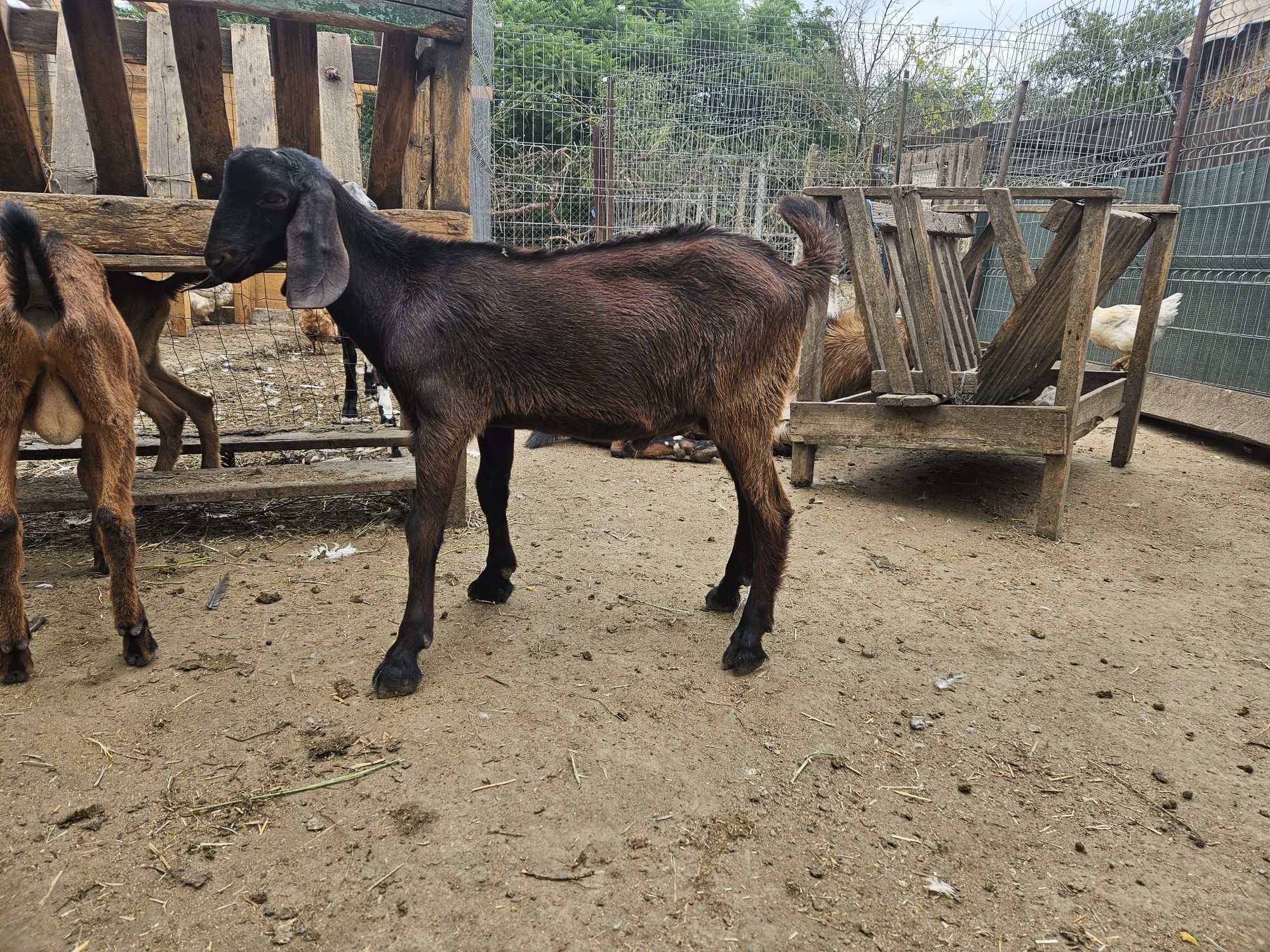 Țap junior anglonubian