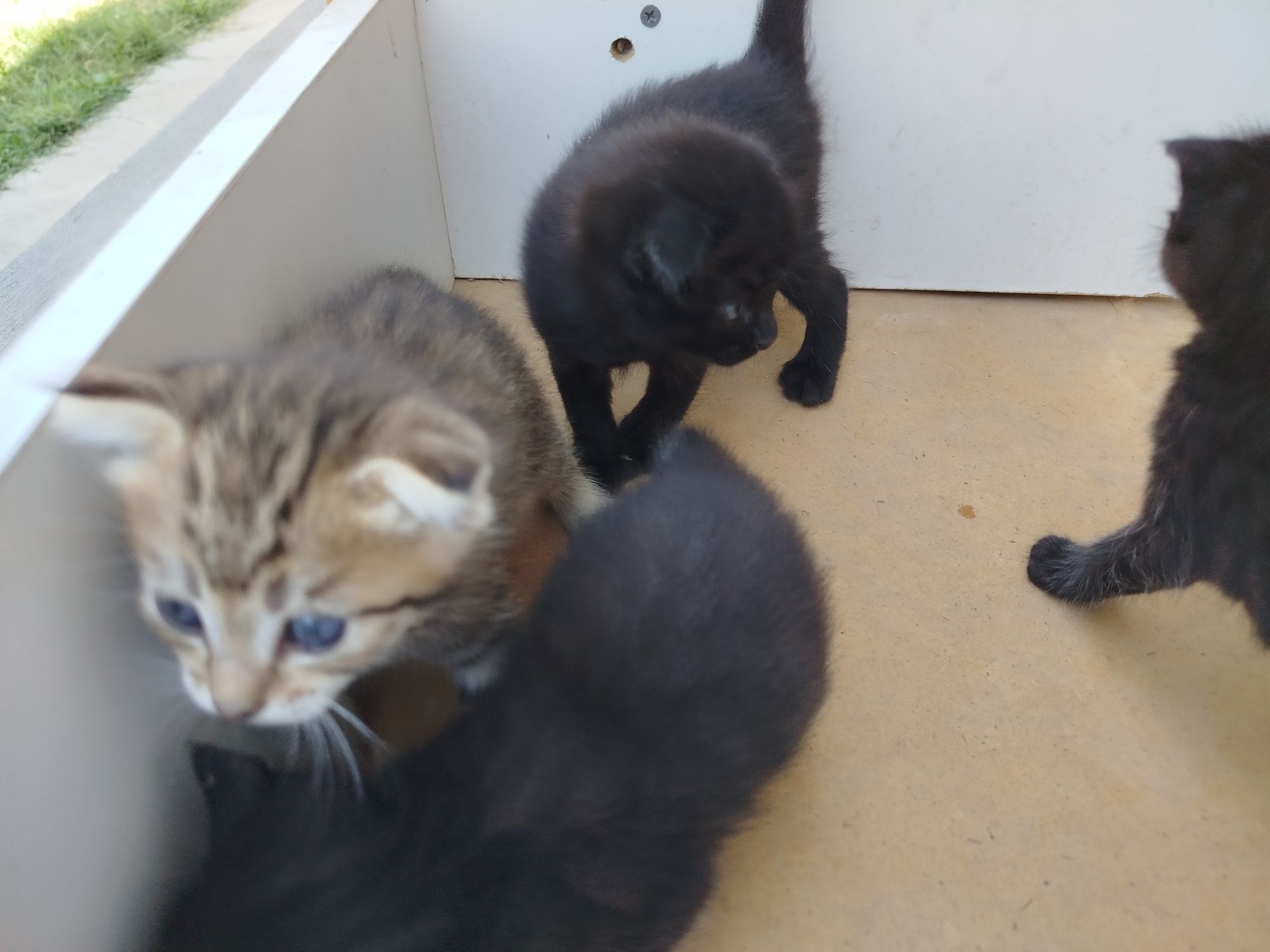 Scottish fold mushukchalar