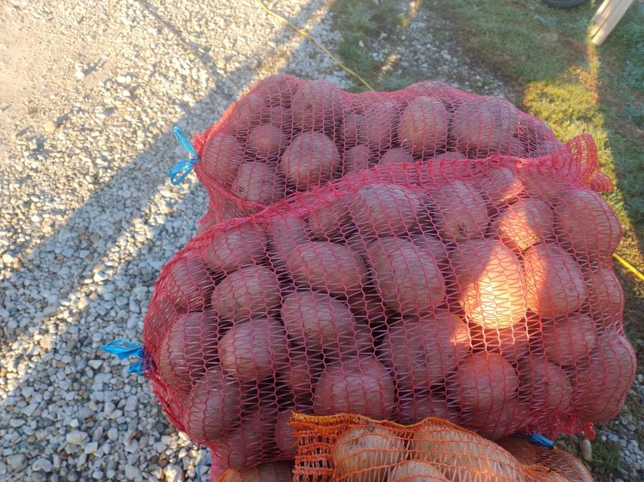 Vand cartofi pentru consum albi si rosi