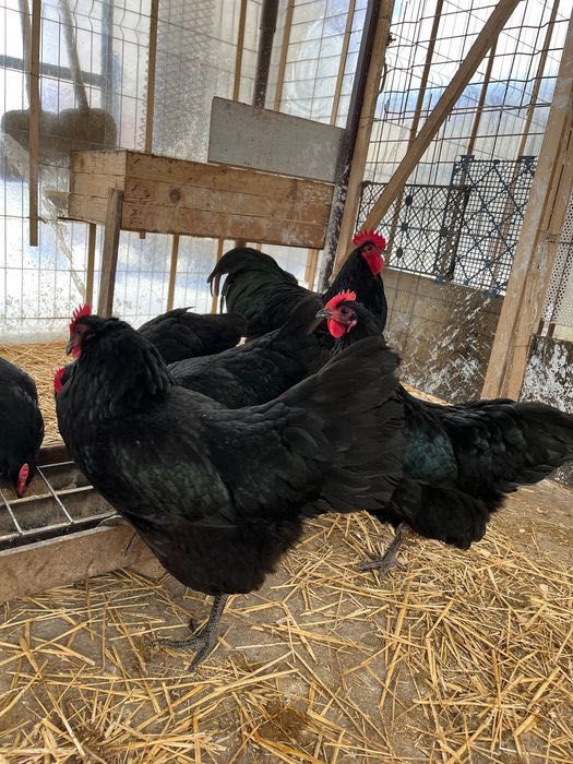 Ouă incubat australorp negru