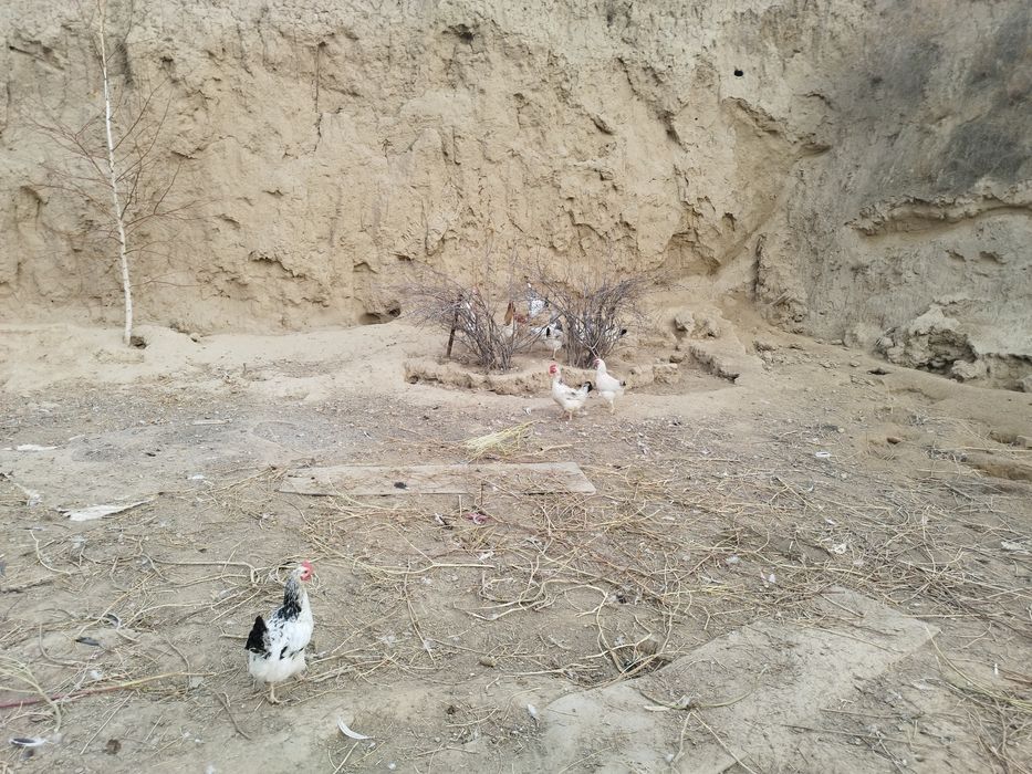 Продам курей цыплят