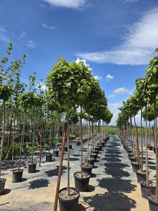 Vând Mesteacăn. Tei. Fag. Stejar. Brazi