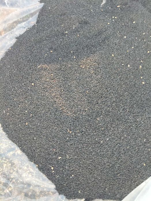 Vând sămânță ceapă rosie