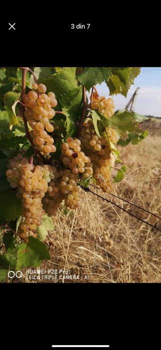 Struguri pentru vin