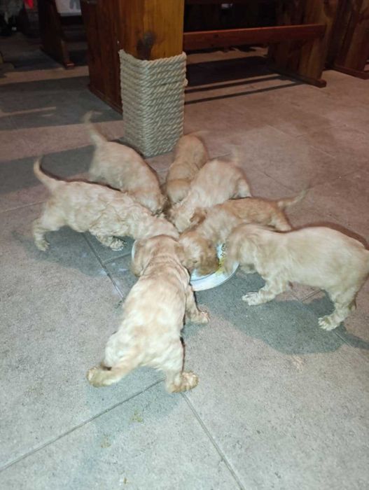 Свободни момичета си търсят стопани