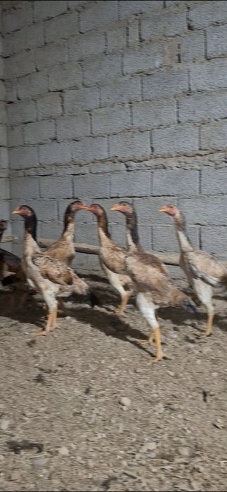 Дакан макиенлар 7-та