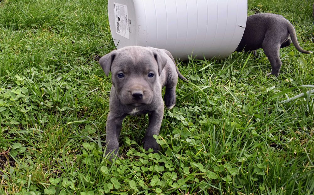 Американски питбул териер