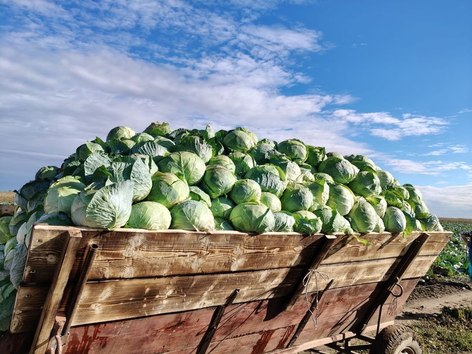 Varza românească pentru murat