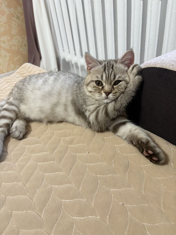 Продается котенок