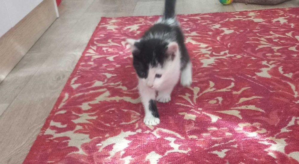 Отдам котёнка бесплатно добрые руки