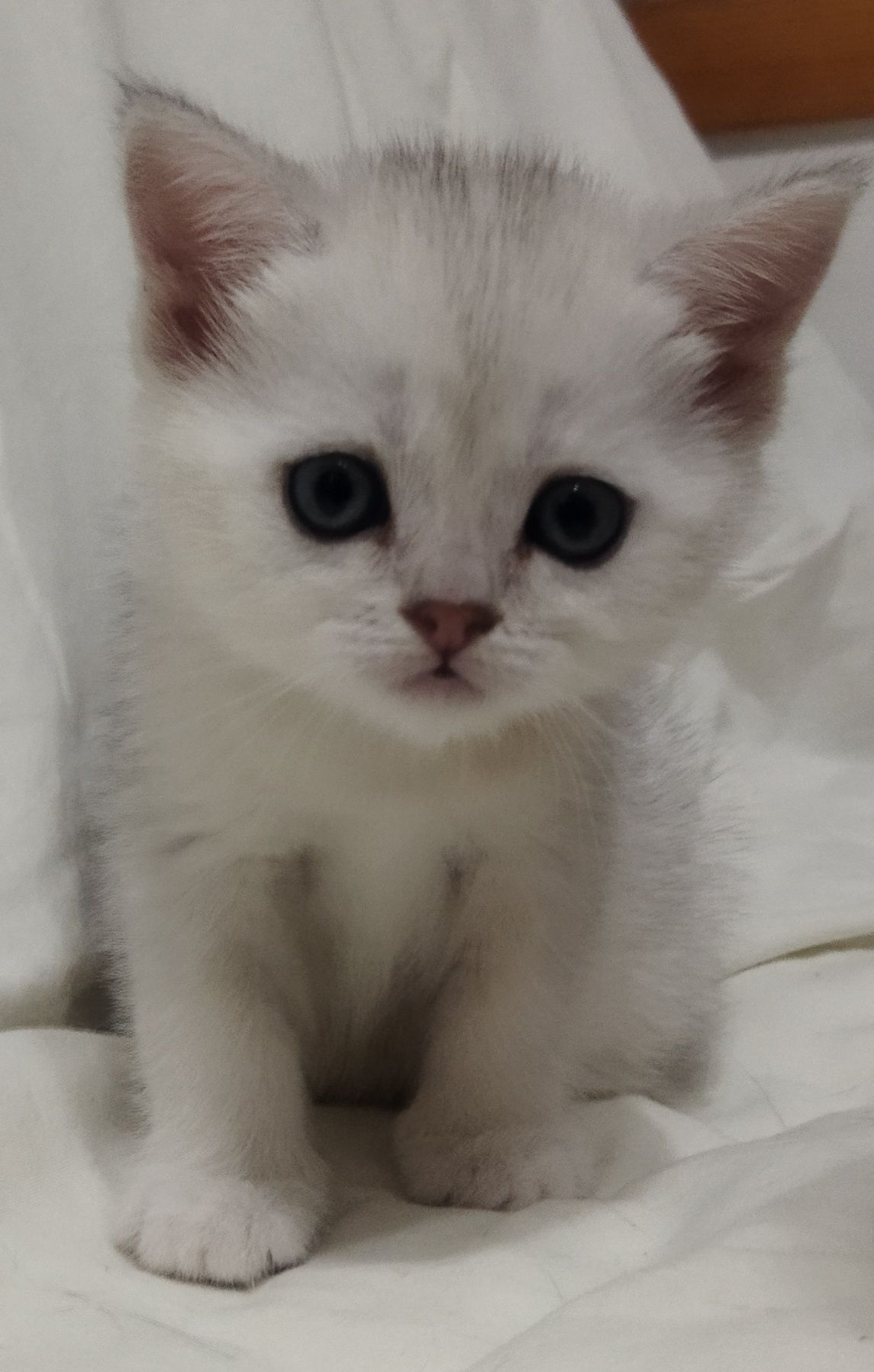 Шотландский котёнок!