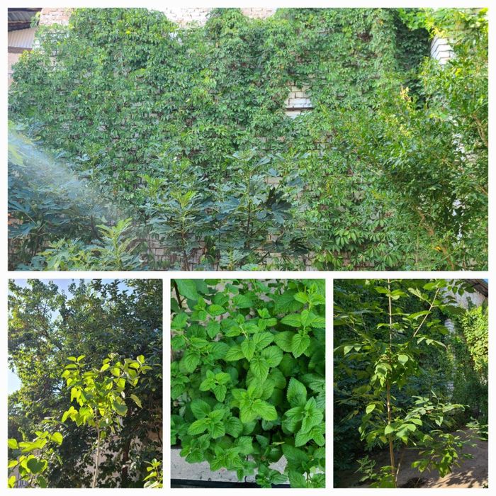 Уй сотилади учаскасотилади