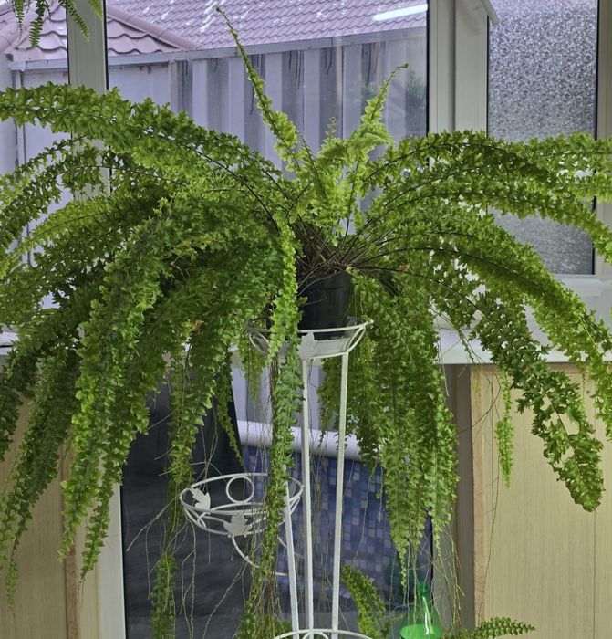 Продам папоротник