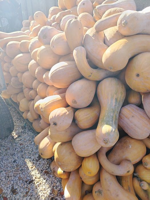 Тикви цигулка на едро